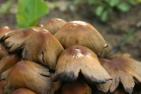 brown Mushrooms closeup