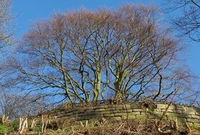 big tree on stone ruins
