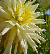 white summer flower in the sun