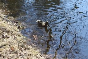duck swims in the river in the park