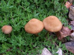 brown mushrooms in green grass
