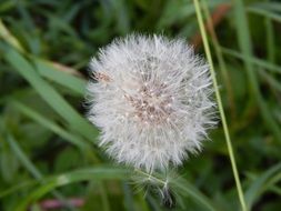 white dandelion among green grass