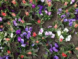 View from above on multi-colored flowers