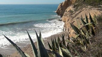 Green plants on a rock near the ocean