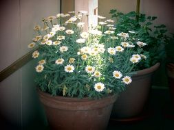 gorgeous flowerpot bucket