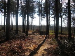 landscape of extraordinary beautiful trees at the sunlight in forest