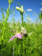 A flower of orchids among wildlife