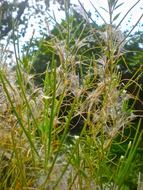 Summer grass close up