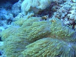 sea ocean fish