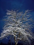 Snowy tree