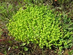 green mossy stonecrop