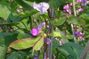 organic flower