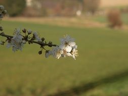 white spring flowers on a branch near the field