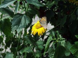 butterfly with gray wings on a yellow flower