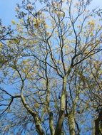 ailanthus altissima tree