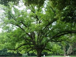 big tree with huge green crowns