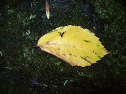 yellow autumn flower on the green ground