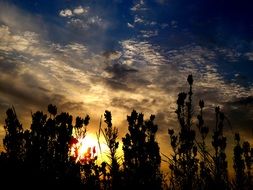 plants silhouette in the sunset