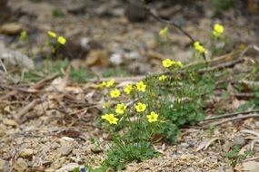 small yellow spring flowers