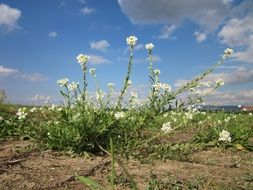 white beautiful berteroa incana