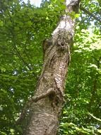 trunk among green foliage in a forest