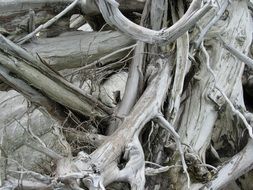 black and white photo of a tree with roots