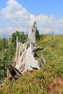 dry stump against the backdrop of a mountain landscape