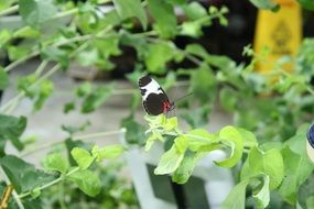 black and white butterfly on a tree branch with green leaves