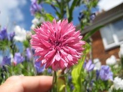 pink summer flower in hand close-up on blurred background