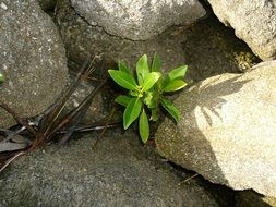 green plant among gray boulders