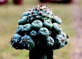 Unusual plant close up