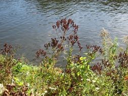 Flowering of ordinary St. John's wort near the water