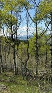 conifers in Foothills County