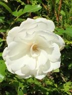 Beautiful white rose among other plants