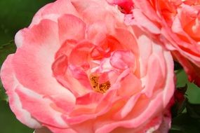 pink rose bloom natural flower