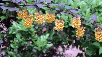 flowers in wildlife