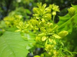 maple tree blooming