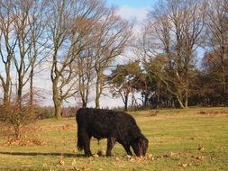 beef in autumn meadow scene