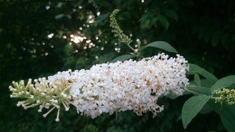 white flower on a plant in the garden