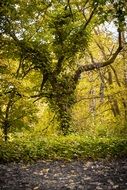 tree overgrown forest