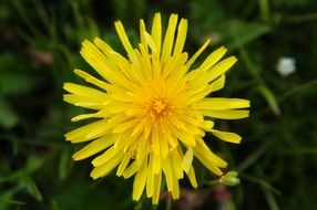 rectangular yellow petals of a dandelion
