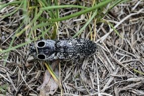 Black bug in grass