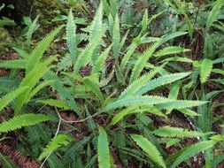 top view of fern bushes