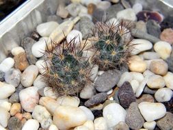 prickly cacti in small pebbles