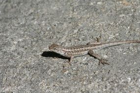 Brown lizard on the stone