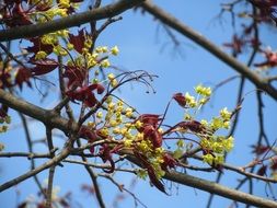 acer platanoides, blooming norway maple tree