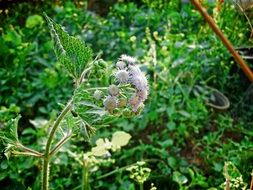 flowering wild plant in summer