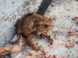 brown frog on a stone