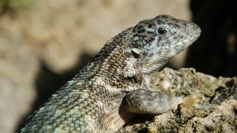 reptile on stone