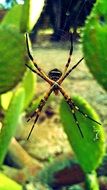 Spider near the plants